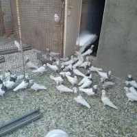 طوقی|پرنده|قروه, |دیوار
