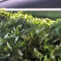 نهال گوجه فرنگی محلی