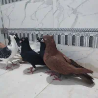 پرنده رنگی|پرنده|اهواز, فاز ۱ پادادشهر|دیوار