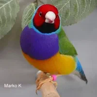 فنچ گلدین|پرنده|اصفهان, آزادگان|دیوار