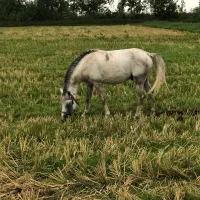 اسب|اسب و تجهیزات اسبسواری|املش, |دیوار