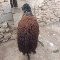 یک عدد بره نر سالم هم برای داشت وهم برای قصابی