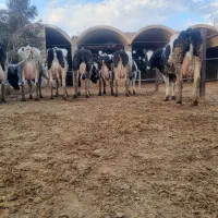 ۳۰رس گاو شری ۵۰درصد آبستن ۲ماه تا ۳ ماه|حیوانات مزرعه|قم, قم نو|دیوار