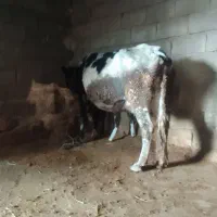 فروش گاو وگوساله