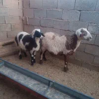 یک عدد میش بره نر|حیوانات مزرعه|قائن, |دیوار