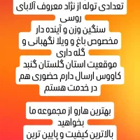 سگ آلابای توله نر و ماده|سگ|ایرانشهر, |دیوار