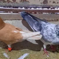 کبوتر|پرنده|مشهد, چهنو|دیوار