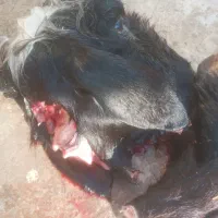 کله پاچه وجیگر