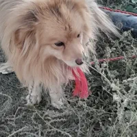 سگ اپارتمانی