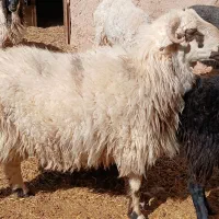 گوسفند بره قوچ|حیوانات مزرعه|ماهان, |دیوار