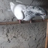 تعدادی کبوتر نر و ماده|پرنده|چالوس, |دیوار