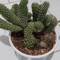 کاکتوس|گل و گیاه طبیعی|الوند, |دیوار