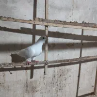 فروش تعدادی کبوتر