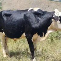 فروش دام|حیوانات مزرعه|مرزن‌آباد, |دیوار