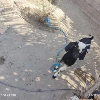 بز نر|حیوانات مزرعه|قلعه گنج, |دیوار