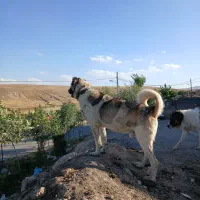 سگ سرابی گله