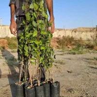 نهال پسته بادامی زرندی