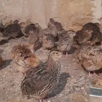 فروش فوری بلدرچین|حیوانات مزرعه|سرپل ذهاب, |دیوار