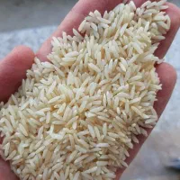 برنج دم سیاه ،فارسیان آزادشهر