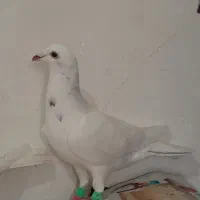 کفتر سرور پلاکی