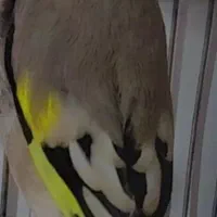 فروش سهره کرمونی دهن زن بلند