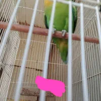 طوطی برزیلی نر گم شده