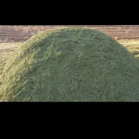 یونجه چغندر ذرت علوفه