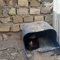 مرغ خروس