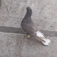 کفتر دمسفید ۱۸پردم ماده