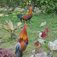 مرغ و خروس اصیل فونیکس نژاد خالص