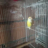 طوطی برزیلی ماده