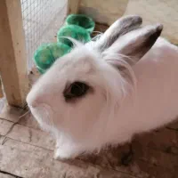 خرگوش لوپ بالغ