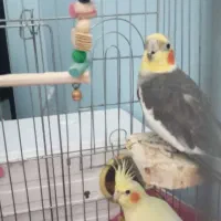 عروس هلندی جفتی و تکی