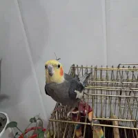 عروس هلندی