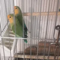 طوطی برزیلی نر،ماده سالم .اماده جفت به شرط