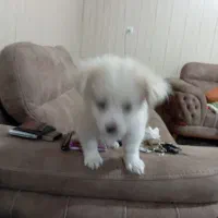 باسلام توله پامر۳ماهه شناسنامه واکسن خورده|سگ|مرودشت, سهلآباد|دیوار