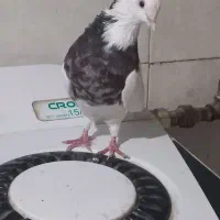 یک عدد طوقی هفت رنگ‌ برا فروش