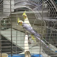 عروس هلندی مولد|پرنده|آبسرد, |دیوار