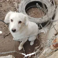 سگ میکس اشپیتز شیتزو