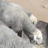 بره ماده