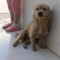 شیتزو ماده|سگ|بندرعباس, |دیوار