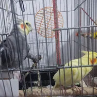 جفت عروس هلندی با متعلقات.