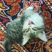 بچه گربه|گربه|بیرجند, |دیوار