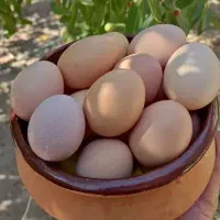 فروش تخم مرغ محلی.