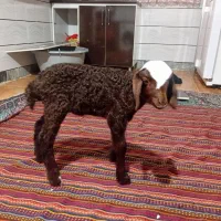 بره شیری