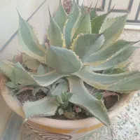 گل آگاو|گل و گیاه طبیعی|شهرکرد, |دیوار