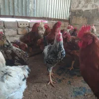 خروس