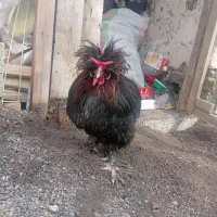 خروس فروشی تعداد