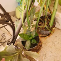 گل ها فروشی|گل و گیاه طبیعی|کاشمر, |دیوار