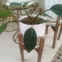 گل با گلدون